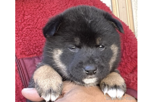 成約済の埼玉県の柴犬-160820の5枚目